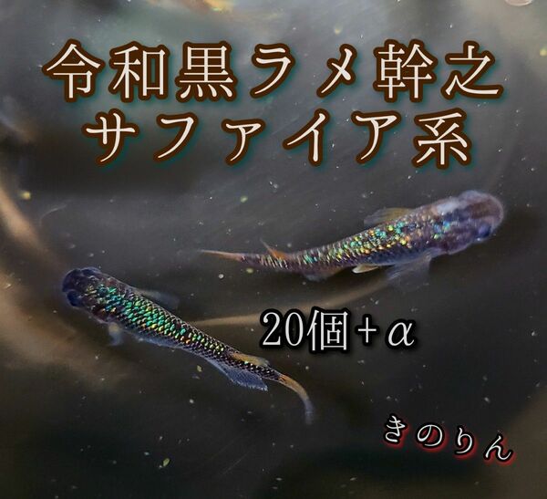 【令和黒ラメ幹之サファイア系メダカの卵】20個+α