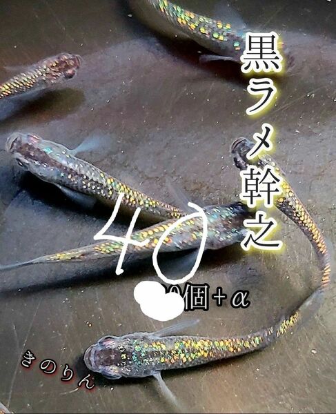 【黒ラメ幹之メダカの卵】40個+α