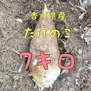 約7kg たけのこ ぬか付き 筍 タケノコ 無農薬 新鮮野菜 採れたて発送