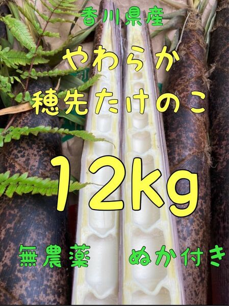 約12kg たけのこ ぬか付き 筍 タケノコ 無農薬 新鮮野菜 即発送 旬