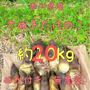 約20kg たけのこ ぬか付き 筍 タケノコ 無農薬栽培 国産