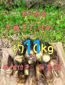 【訳あり】約11kg『14日収穫発送』たけのこ ぬか付き 筍 タケノコ 無農薬 国産 竹の子