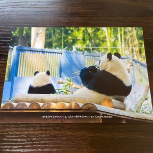 シャンシャン シンシン ポストカード 毎日パンダ 上野動物園 パンダ