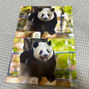 ポストカード シャンシャン 毎日パンダ撮影 上野動物園 パンダ