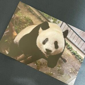 上野動物園公式 カスタムフォトグッズ ポストカード 上野動物園 パンダ シャンシャンの画像1