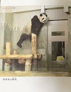 レア 上野動物園 パンダ リーリー シンシン 書籍切り抜き 毎日パンダ