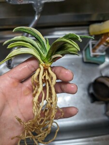 万年青 天竺 親木 おもと オモト 苔まき発送