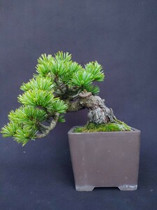 [ bonsai. chikala]. leaf pine Kanto from west is postage 1300 jpy height of tree top and bottom 13 centimeter leaf . short leaf top class 