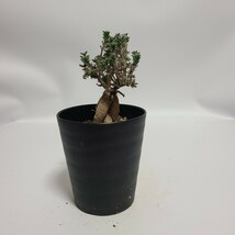 【１円スタート】　トリコディアデマ・ブルボスム　“紅姫小松”　塊根植物　コーデックス サボテン　多肉植物_画像4