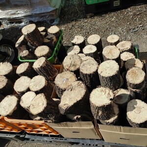  production egg tree sawtooth oak, B goods material 