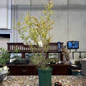 フェバリウム　ゴールデングロー　6号　鉢底から約90cm 4月3日撮影現品　花芽極めて多数　豊中市より出品