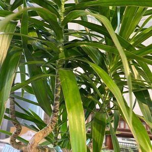 ドラセナ ナビー 8号 希少種 観葉植物 鉢底から約100cm 4月7日撮影現品 豊中市より出品の画像3
