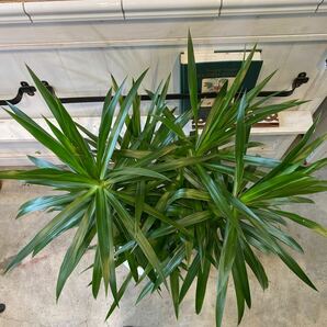 ドラセナ ナビー 8号 希少種 観葉植物 鉢底から約100cm 4月7日撮影現品 豊中市より出品の画像8