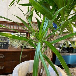 ドラセナ ナビー 8号 希少種 観葉植物 鉢底から約100cm 4月7日撮影現品 豊中市より出品の画像6