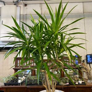 ドラセナ ナビー 8号 希少種 観葉植物 鉢底から約97cm 4月11日撮影現品 豊中市より出品の画像2