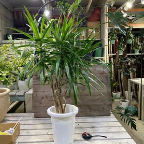 ドラセナ　ナビー　8号　希少種　観葉植物　鉢底から約100cm 4月21日撮影現品　豊中市より出品　同梱発送困難