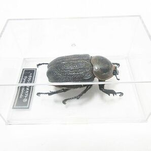 大量 カブトムシ クワガタ 模型 フィギュア 150個以上 まとめ 昆虫 虫 デアゴスティーニ ヘラクレスオオカブト パリーフタマタ ジャンク扱の画像3