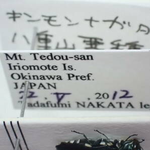 ●●キンモンナガタマムシ1ex. 大分県 国産 国産甲虫 日本産 日本産甲虫 甲虫 昆虫 虫 玉虫 タマムシ カミキリ クワガタ 学術標本 標本の画像8