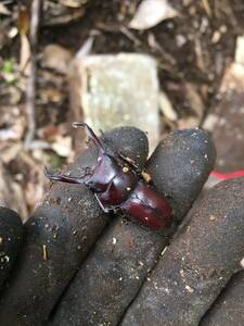 ハチジョウコクワガタ成虫ペアサイズフリー①