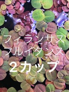 フィランサス フルイタンス（2カップ）浮草