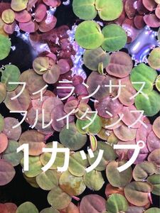 フィランサス フルイタンス（1カップ）浮草