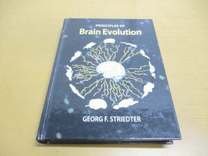 ▲01)【同梱不可】脳の進化/Brain Evolution/Georg F. Striedter/Sinauer/洋書/A