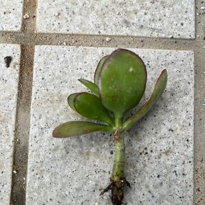 金のなる木　桜花月　根付き苗　多肉植物　クラッスラ　ベンケイソウ