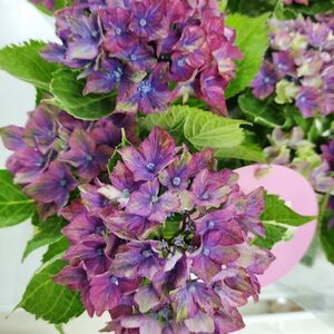 紫陽花 アジサイ　母の日　プレゼント　季節の花　鉢花　サプライズ　アナベル苗