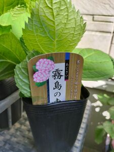 霧島の恵　紫陽花苗　紫陽花　アナベル苗　アナベル　季節の花