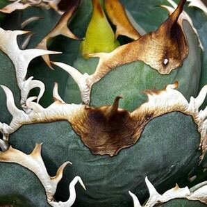 BJ242多肉植物 アガベ チタノタ Agave titanota麻花龍の画像1