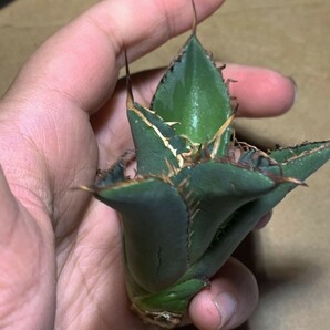 M298多肉植物アガベ チタノタ Agave titanota ‘熊 強棘 狂刺の画像6