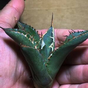 M298多肉植物アガベ チタノタ Agave titanota ‘熊 強棘 狂刺の画像5