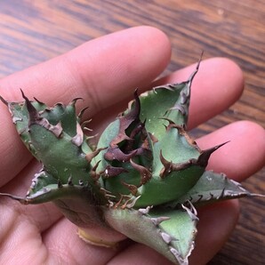 P953多肉植物アガベ チタノタ Agave titanota 牛魔王の画像3