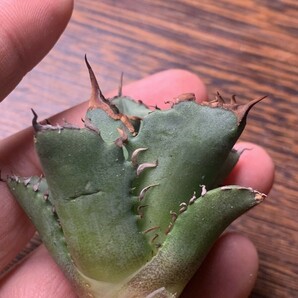 P958多肉植物アガベ チタノタ Agave titanota ‘鯊魚剣’ 強棘 狂刺 子株の画像8