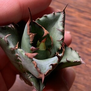 P958多肉植物アガベ チタノタ Agave titanota ‘鯊魚剣’ 強棘 狂刺 子株の画像4