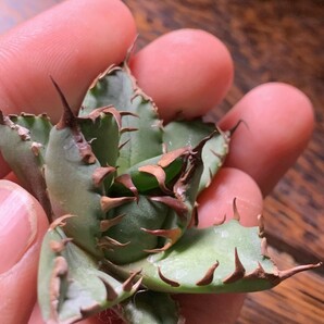 X244多肉植物アガベ チタノタ Agave titanota ‘烈’ インドネシア 子株の画像4