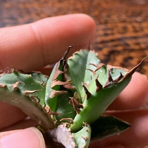 X268多肉植物アガベ チタノタ Agave titanota ‘烈’ インドネシア 子株の画像2