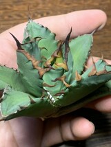 P991多肉植物アガベ チタノタ Agave titanota ‘鯊魚剣’ 強棘 狂刺 子株_画像3