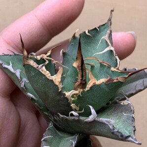 XH48多肉植物アガベ チタノタ Agave titanota ‘包心龍’の画像3