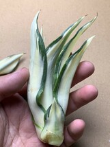 1 新品希少アガベ 観賞植物 agave dismetiana 錦 美株2つセット_画像3