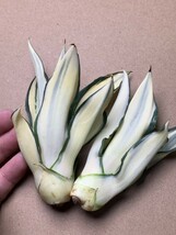 1 新品希少アガベ 観賞植物 agave dismetiana 錦 美株2つセット_画像8