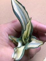 1 新品希少アガベ 観賞植物 agave dismetiana 錦 美株2つセット_画像4