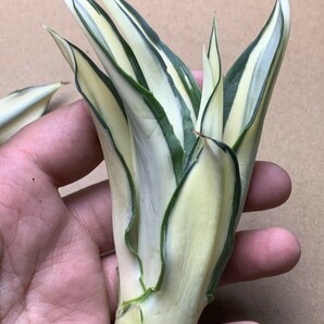 2 新品希少アガベ 観賞植物 agave dismetiana 錦 美株2つセットの画像3