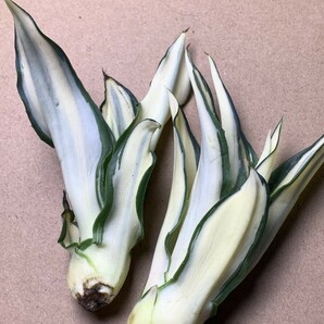 2 新品希少アガベ 観賞植物 agave dismetiana 錦 美株2つセットの画像2