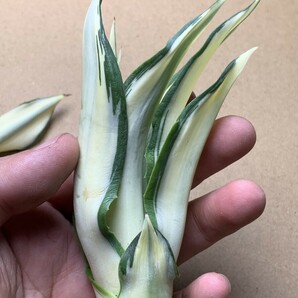 新品希少アガベ 観賞植物 agave dismetiana 錦 美株 2つセットの画像9