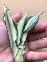 2 新品希少アガベ 観賞植物 agave dismetiana 錦 美株 2つセット_画像8