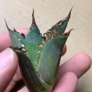 BJ242多肉植物 アガベ チタノタ Agave titanota麻花龍の画像3