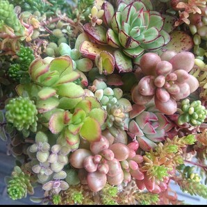 多肉植物 エケベリア セダム カット苗 抜き苗 寄せ植え 詰め合わせ 苗のみの画像9