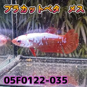 be tap la cut female 05F0122-035 Kochi tropical fish service tropical fish organism 