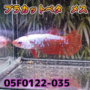ベタ　プラカット　メス　05F0122-035　高知熱帯魚サービス　熱帯魚　生体